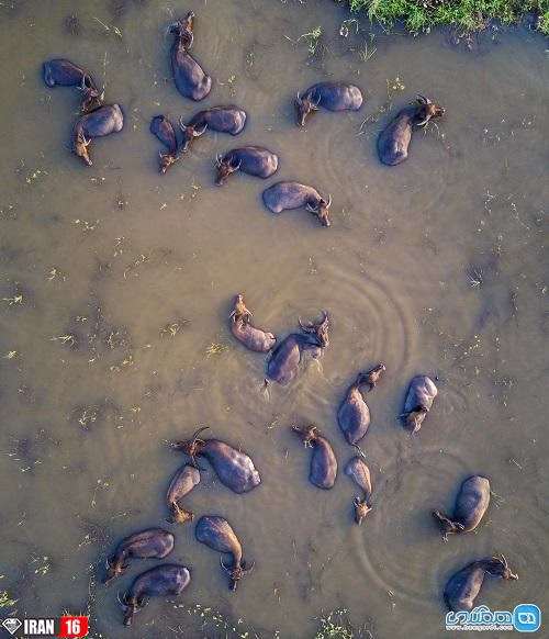 حمام گاومیش ها + عکس