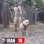 سگ پيتبول وحشي