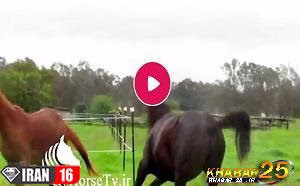 کشش و جفت گیری اسب در مزرعه پرورش اسب