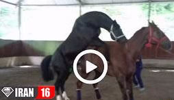 جفت گیری اسب مسابقه ای