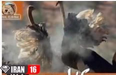 جفت گیری شترمرغ ها