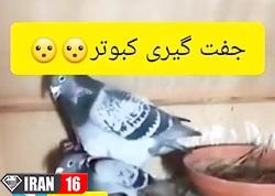جفت گیری کفتر ها و کلیپ جفت گیری کبوتر ها