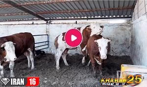 جفت گیری گاو در طویله