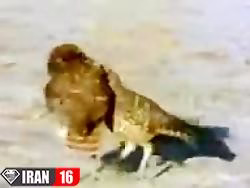 جفت گیریه تمام حیوانات خیلی جالبه