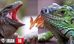 جنگ و جدال مرگبار حیوانات در حیات وحش