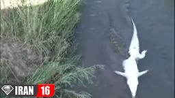 حمله کروکودیل به حیوانات