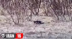 صحنه های ناب جفت گیری - جفت گیری کلاغ