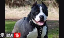 دانستنی های جالب درباره سگ ها و انواع نژاد آن‌ها