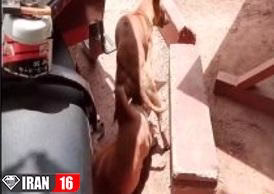 فیلم جفت گیری سگ / قفل کردن سگ هنگام جفتگیری با سگ ماده