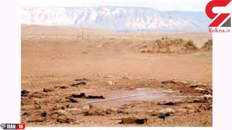 مرگ 200 اسب تشنه و گرسنه + عکس