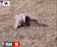 نبرد خونین خرس و عقاب