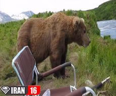 مستند حمله حیوانات به انسان (از دستش ندید)