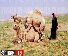 آموزش جفت گیری شتر + فیلم