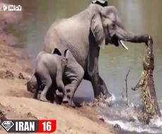 نجات باور نکردنی حیوانات توسط حیوانات دیگر