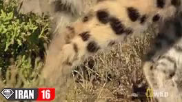 مبارزه گربه وحشی با مار سمی