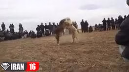 جنگ و نبرد خونین بین سگ های وحشی