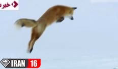 شکار فوق‌العاده روباه از میان انبوه برف