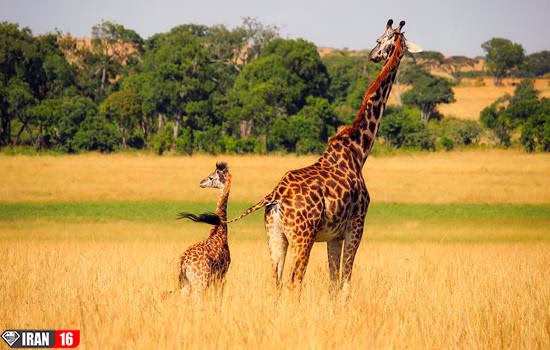 جفتگیری زرافه در جنگل های آفریقا