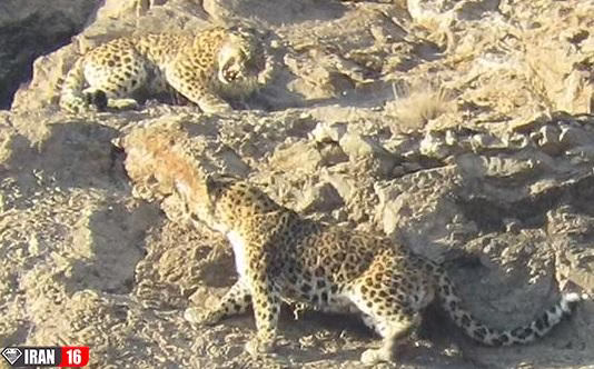 جفت گیری پلنگ در حیات وحش