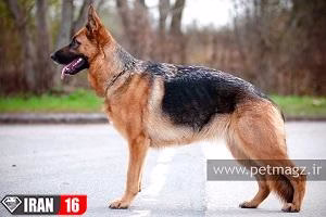 آموزش جفت گیری سگ ژرمن شپرد