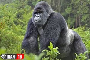 فیلم جفتگیری گوریل سینه نقره ای