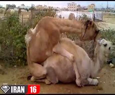 جفت گیری شتر های جوان و آماده حاملگی