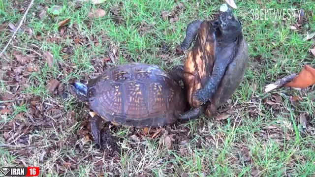 جفت گیری ناموفق لاک پشت ها