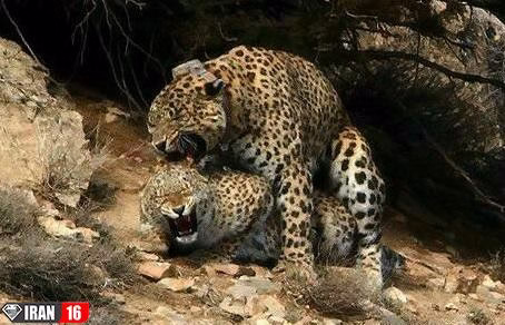 جفت گیری پلنگ