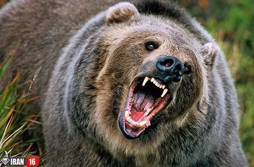 جنگ خرس های گریزلی با یکدیگر