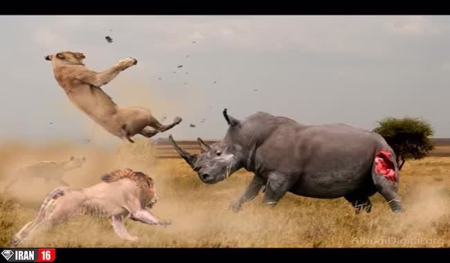 جنگ خونین خفن حیوانات در طبیعت وحشی