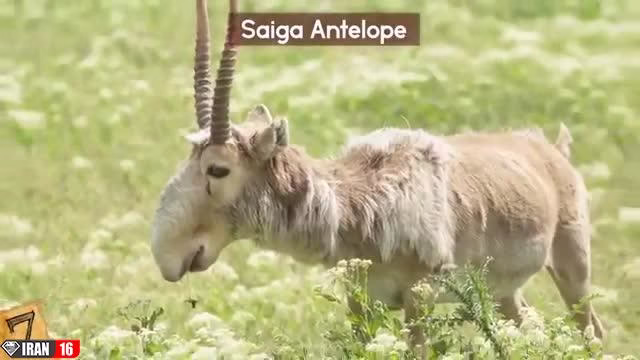 حیوانات عجیب ولی واقعی