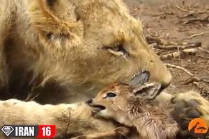 رفتار تعجب انگیز شیر مادر با نوزاد آهو