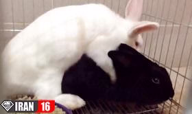 فیلم جفت گیری خرگوش نر با خرگوش ماده +18