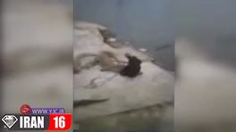 مردی که خوراک تمساح شد! تمساح مقابل انسان