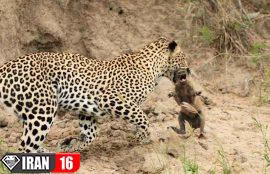 Leopard-catches-baby-warthog-270×174