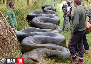 بزرگ ترین مار جهان