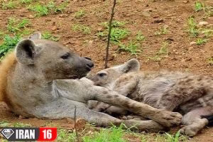 تولید مثل و زایمان حیوانات