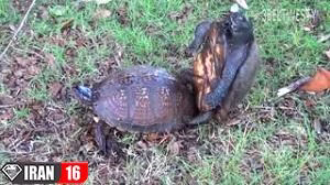 جفت گیری اسب ها