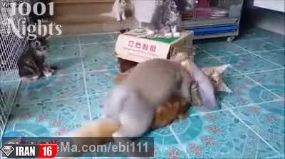 جفت گیری خرگوش با گربه خنده دار و بامزه