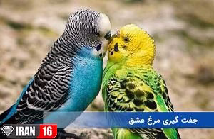 جفت گیری مرغ عشق