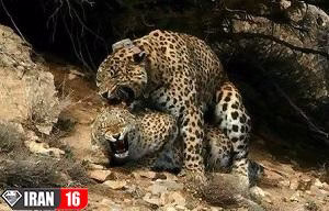 جفت گیری و تولید مثل پلنگ