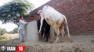 جفت گیری گاو شیرده در طویله