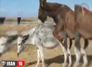 جفت گیریه حیوانات