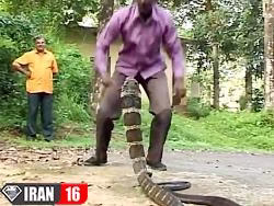 حمله شاه کبری هرگز اینگونه آزمایش نکنید