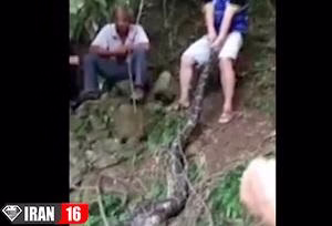 مار شکمو بز 40 کیلویی را بلعید !+فیلم