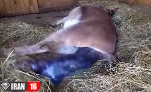 زایمان الاغ