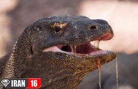 شکار بی‌رحمانه آهو توسط اژدهای کومودو | فیلم