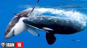 صحنه ای هیجان انگیز از رویارویی با یک نهنگ قاتل