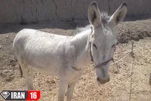 عامل بریدن گوش الاغ شناسایی شد