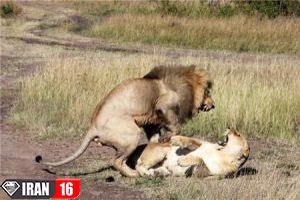 hot-photos-of-mating-animals